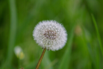 A perfect dandelion on a natural background 