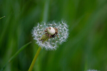 Tattered dandelion on a natural background