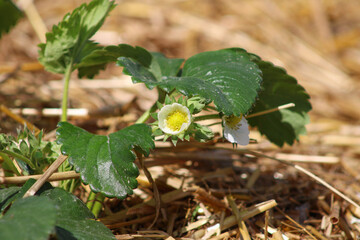White strawberry flowers on natural background. Detailed macro shot.
