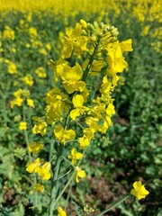 yellow rapeseed flower in the field
