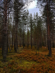 Pine trees in a forest with autumn colours on ground plants.