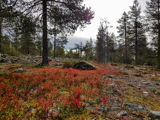 Ground plants in red autumn colours in the North.