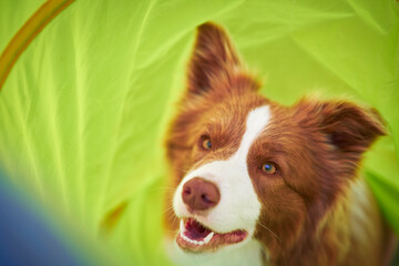 Brown chocolate Border Collie dog training in the garden  - obrazy, fototapety, plakaty
