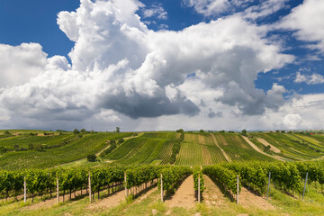 Fototapeta na wymiar Landscape with vineyards, Slovacko, Southern Moravia, Czech Republic