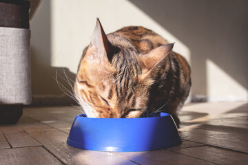 Bengal cat eating from blue plastic bowl.
