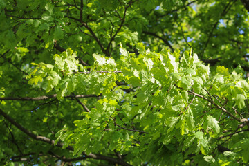 Beautiful summer landscape showing huge old oak

