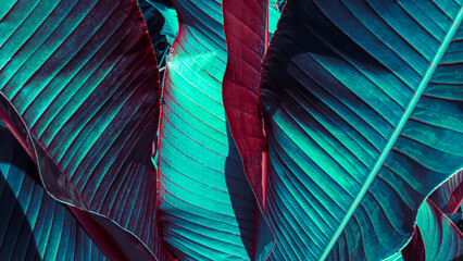 tropical blue leaves background, toned process