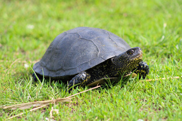 Black turtle on green grass. Animal in the wild concept
