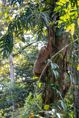 Fluffy two-toed sloth with long brown hair, the slowest animals in the world, climbing a tree, Cahuita, Costa Rica