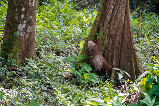 Fluffy two-toed sloth with long brown hair, the slowest animals in the world, climbing a tree, Cahuita, Costa Rica