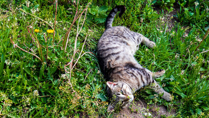 A tabby cat laying in the grass relaxing in the sun.
