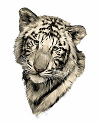 tiger face, sketch vector graphic color illustration on white background
