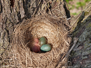 A blackbird's nest with eggs and a newly hatched bird in the thickets of trees.