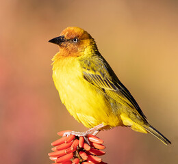 Golden weaver