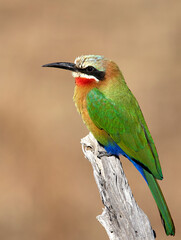 Bee -eater