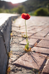 Bright red poppy grows from asphalt, flower through asphalt. Symbol of thirst for life and survival in all conditions. Impossible