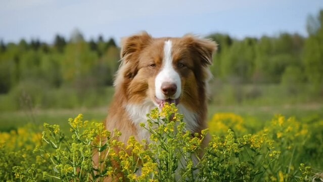 Charming puppy in yellow flowers is waiting and posing. Young dog of Australian Shepherd breed of chocolate color sits in rapeseed field in spring and smiles with tongue sticking out.