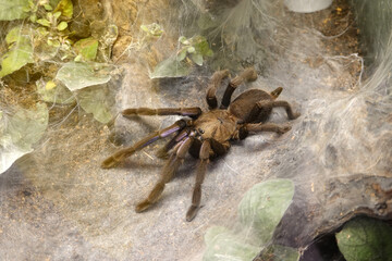 Tarantula spider eurypeima spinicrus species on the garden           