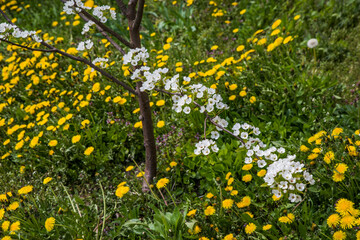 Blossoming pear tree among the spring dandelion field.