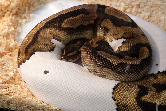 White and brown Ball Python, royal snake reptile animal    