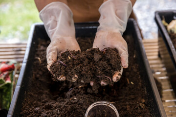 Earthworms on hand for organic fertilizer farming concept. Hand holding compost with Earthworms. A...