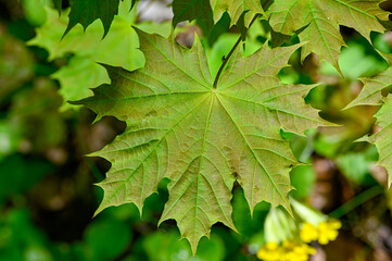 closeup of a maple leaf in forest