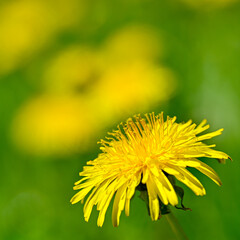 closeup of yellow dandelion in green grass