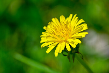 closeup of yellow dandelion in green grass