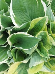 Funkia hosta