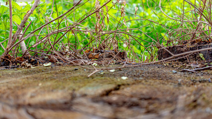 The surface of a stump on a city street in close-up. Macro. Soft focus