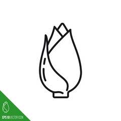 Belgian Endive vegetable line icon vector illustration