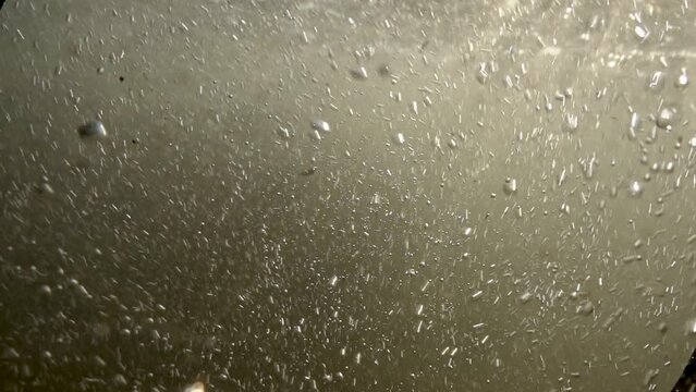 Organic molecules floating in the water. Plant particles move majestically in suspension.