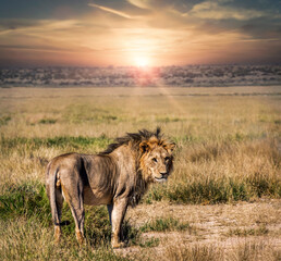 young lion at sunset