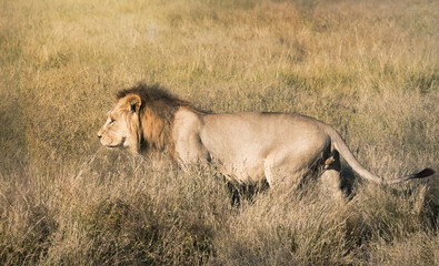 young lion at sunset