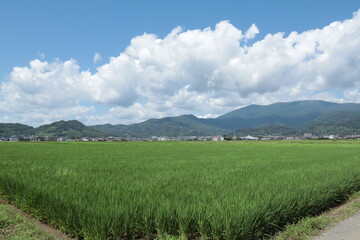 Fototapeta premium 田園風景