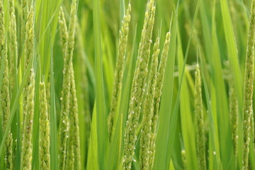 Fototapeta na wymiar 稲の花粉