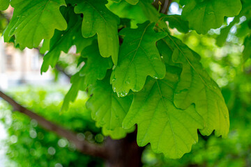 Fototapeta na wymiar Green oak leaves close-up. Macro