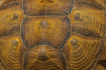 close up of a tortoise shell
