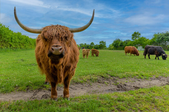 Kalf Bilder Durchsuchen 52 Archivfotos, und Videos