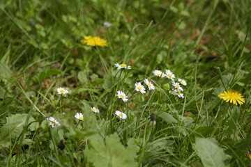 daisies in the grass