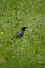 A blackbird walking in the grass