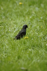 A blackbird walking in the grass