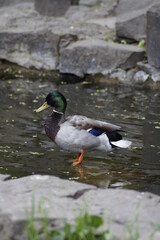 A duck in the pond.