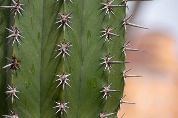 Kaktus links angeschnitten, Close up 