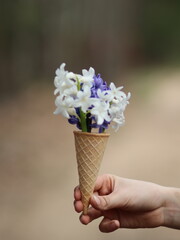 Hand holding colorful hyacinths in an ice cream cup