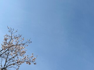 sakura