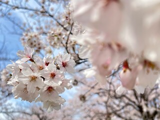sakura
