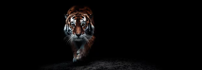 Foto op Canvas Portrait of a beautiful crouching tiger on a black background. Big cat close-up. Tiger looking at you from the dark, portrait of a tiger. Portrait of a big cat on a black background © EvgeniyQW