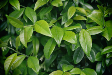 Naklejka na ściany i meble Closeup reen leaves background. Fresh leaves pattern. Natural background