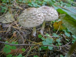 mushroom in the forest